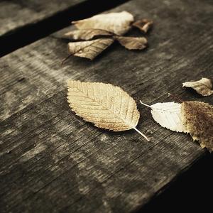 欧美视频97色伦影院
